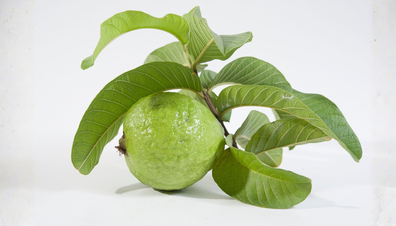 Daun Jambu Biji untuk Rambut Bebas Ketombe